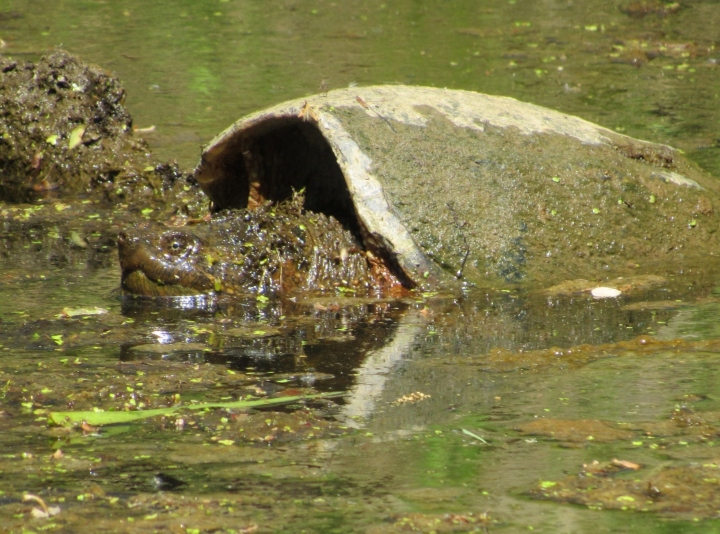 Common Snapping Turtle